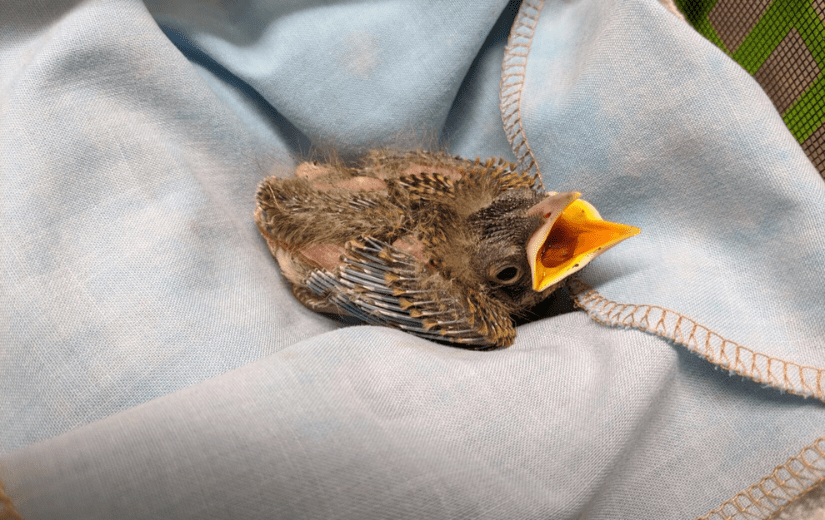 <who>Photo Credit: BC SPCA</who>A nestling American robin