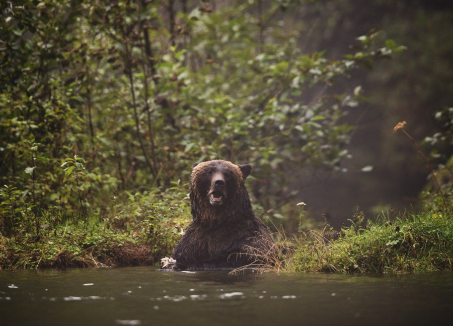 <who> Photo credit: Canadian Press </who> A stock image showing a grizzly bear.