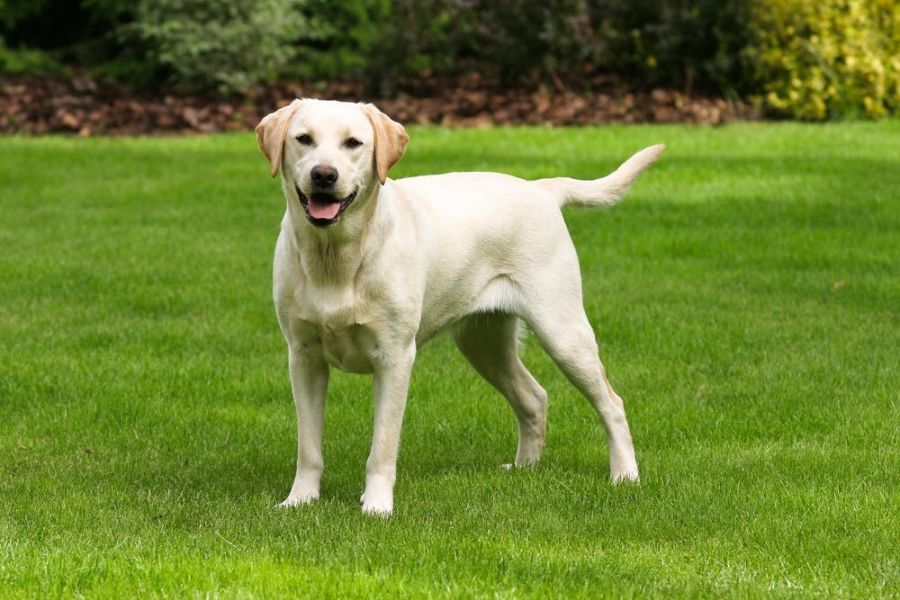 <who>Photo Credit: wagwalking.com