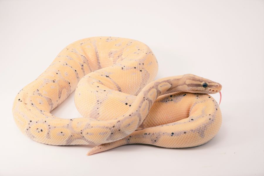 <who>Photo credit: Timothy Dykes on Unsplash</who>The Chinese 'Year of the Snake' runs from Jan. 29, 2025 to Feb. 16, 2026.