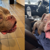 'Skin and bones' dog in foster home after being found by compassionate jogger