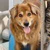 BC SPCA lottery returns with record pot of up to $1.9M