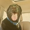 ‘Potentially fatal consequences’: Don’t be a moron and leave your dog in a hot car