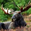 Lower Mainland man receives fine and hunting ban for illegal killing of moose in BC Interior