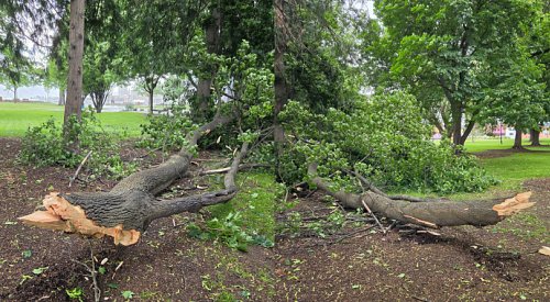 Near miss in City Park as Kelowna windstorm brings down huge tree branch