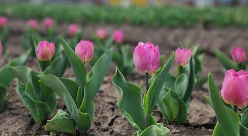 Kelowna has joined the tulip festival game thanks to KLO Farm Market